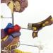Diabetes Model Set Diabetes ICal Model Human Organ Coronary Artery Thrombosis Model Arteriosclerosis in Vitro - Buy Online on GoSupps.com