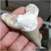 Stone Natural paleontological Tooth Natural Minerals Balance Gemstone Decoration Full of Texture - Buy Online on GoSupps.com