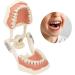 High-Quality 32 Teeth Dentist Typodont Model with Soft Gums | Perfect for Dental Training & Research | Verdant Touch - Buy Online on GoSupps.com