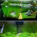 Live Aquarium Grass Seeds - Fast Growing Carpet & Mini Leaf Hair Grass for Freshwater Fish Tank - Buy Online on GoSupps.com