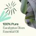 Plant Therapy Eucalyptus Dives Essential Oil 10 mL (1/3 oz) 100% Pure Undiluted Stimulating Aromatherapy Oil for Diffusing Clearing & Refreshing - Buy Online on GoSupps.com