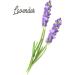 Sweet Dreams Sleep Aid Roll-On Stick with Lavender, Bergamot & Vanilla Essential Oils and Amethyst Crystal for Soothing Relaxation - Aromatherapy Rollerball Solution - Buy Online on GoSupps.com