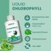 Liquid Chlorophyll Mint Cold Extracted from Non-GMO Alfalfa - Detox - Alkaline - Natural Body Deodorant Antioxidant - Made in Canada (Pack of 2) 500 ml (Pack of 2) - Buy Online on GoSupps.com