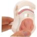 Housoutil Curly Set Mini Comb & Eyelash Curler Tool for Asian Eyes - Travel-Friendly False Eyelash Applicator & Curlers - Buy Online on GoSupps.com