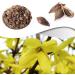 Forsythia Tea: 100% Therapeutic Grade Dried Forsythia Fruit Herb - 60g/2.11oz - Buy Online on GoSupps.com