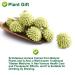 Organic Dried Scindapsus Aureus Flower - 50g | Green Roman Flower for Crafting Soaps & Candles | Non-Gento Herbal Decor - Buy Online on GoSupps.com