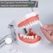 Faruijie Typodont Teeth - Removable 32 Dental Teeth Model for Practice & Teaching - Buy Online on GoSupps.com