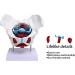 Teaching Pelvic Model Pelvis Model Durable Honest And Reliable Exquisite Craftsmanship for Home for Tearcher - Buy Online on GoSupps.com