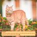 Thanksgiving Cat Bowtie Collar Set: Turkey & Plaid Print | Pack of 2 with Bell | Fall Kitten Accessories - Buy Online on GoSupps.com