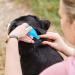 Beaphar | FIPROtec Spot-On for Large Dogs (20 40kg) | Kills Fleas & Ticks | Vet Strength Treatment | 6 Pipettes - Buy Online on GoSupps.com