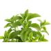 Herbal Magic's Pure & Natural Liquid Stevia Drops Sweetener - Free from PRESERVATIVES/ADDITIVES - 20ml - Buy Online on GoSupps.com