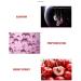Buy Nourishing Lip Masks - 40pcs Paraben-Free Lip Pads for Moisturizing & Anti-Aging | International Shipping Available - Buy Online on GoSupps.com