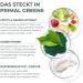Primal Harvest Primal Greens powder for athletes with organic barley grass vitamins minerals bacterial strains for smoothies 300 g original - Buy Online on GoSupps.com
