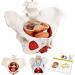 Esmen Female Pelvis Perineum Model - Removable Organs & Magnetic Mounting for Educational Display | International Shipping - Buy Online on GoSupps.com