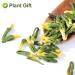 Buy Plantgift Lotus Plumule 100g | Healing Chinese Herb for Health Benefits | Dried Lotus Core & Tea - Buy Online on GoSupps.com