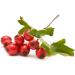 Hawthorn Berries Mimea 1kg - Quality Natural Ingredients for Tea with No Additives - Buy Online on GoSupps.com