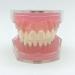 PURFWOG Dental Teeth Model - Disassembled Full Mouth Teeth Crown Model with Soft Gums for Dental School Study & Teaching - Buy Online on GoSupps.com