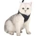 Ultra-Light Adjustable Cat Dishes & Escape Protection Vest for Kittens Soft Padded Running Jacket (1 Pack) - Gray - Buy Online on GoSupps.com