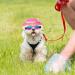 Sebaoyu Dog Hat and Sunglasses Set - Pink#2 Small | Summer Pet Baseball Cap with Visor and Goggles for Small Medium Breed - Buy Online on GoSupps.com
