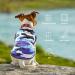 Shop TVmall 3-Piece Dog T-Shirts - 100% Cotton Camo Sports Shirts for Summer | Breathable Pet Fashion for Puppies & Small Dogs in Green Blue Red - Buy Online on GoSupps.com