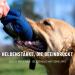 Gizzy Original Dog Feed Bag - Premium Training Dummy for All Breeds - Blue - Perfect for Dog Education & Treats - Buy Online on GoSupps.com