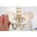 3B Scientific A18/21 Mini Human Spinal Column Model "Flexible" on Base 17.3-Inch Height - Buy Online on GoSupps.com