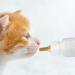 Kitten Feeding Bottles - Clear Scale Kitten Milk Bottle Milk Feeder Kitten Puppy Feeding Bottles for Nursing Small Animals Feeder with Replacement Nipples Kisronda Yellow Pacifier + Blue - Buy Online on GoSupps.com