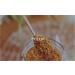 Natural bee pollen. Dried pollen for human consumption. Highly selected bee pollen from Spain 120gr container. Fresh pollen. Special selection of the best lots of pollen. - Buy Online on GoSupps.com