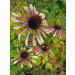  chinac e feuilles troites (Echinacea angustifolia) env. 30 semences - Buy Online on GoSupps.com