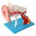 Human Ear Structure Anatomical Model 4 Times Life Size Medical Props Model 8 Parts Inner Ear Ear External Ear Tympanum Eardrum Listen to Small Bones Humerus Anatomy