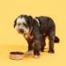 Peps Non-slip Food Bowl - Dishwasher Compatible Blush - Buy Online on GoSupps.com