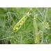 Organic Green Split Peas 5 Pounds - Non-GMO, Dried, Vegan, Kosher, Bulk - Canadian Product - High Protein, Fiber & Minerals - Ideal for Soup, Stews, Salads - Buy Online on GoSupps.com