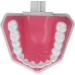 Teeth Model Toothbrushes - Dental Teaching Tool Kit | 120 Open & Clear View for Effective Learning - Buy Online on GoSupps.com