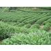 15 sachets de sortes de th Th vert Tieguanyin Th laiteux Oolong Th noir - Buy Online on GoSupps.com
