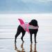 Buy Cit toile Shark Life Jacket for Dogs - Safe Reflective Swimming Vest in Pink for Small to XXL Dogs - Buy Online on GoSupps.com