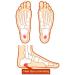 Pedag 201 Point Plus Heel Spur Cushion - Large for Men (EU 41-43 / US W8-M9) | Comfort & Pain Relief - Buy Online on GoSupps.com