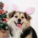 ANIAC Pet Bunny Ears Headgear for Cats and Small Dogs - Easter Costume Headband (Small/Head Girth 9.5-11) - Buy Online on GoSupps.com
