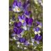 Wild Pansy Herb Tea | Viola Tricolor L | Pens es Herbe Tisane | Health Embassy (50g) - Buy Online on GoSupps.com