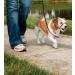 PetSafe Easy Walk Headcollar - Adjustable Comfortable Dog Leash for Reduced Pulling | Size L Black - Buy Online on GoSupps.com