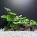 Smoothedo-Pets Aquarium Decoration | Betta Silk Blade Pad Driftwood Cave & Shell Accessories - Enhance Your Fish Tank! - Buy Online on GoSupps.com