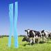 10 Pieces Livestock Plastic Cattle Identification Rings - Cow Marking Bands for Cattle Pigs Calves & Goats | Farm Animal Identification Tool - Buy Online on GoSupps.com