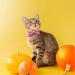 BIPY Halloween Dog Bowties for Pet Small Dogs Cats Puppy Bow Ties Necktie Adjustable Slides Collars Assorted Styles for Party Grooming Accessories 4.5x9cm 10pcs - Buy Online on GoSupps.com