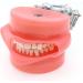Buy Lmeili Dental Typodont Model with 32 Removable Teeth & Cheek Simulation - Ideal for Teaching Restorative Techniques and Anatomy Studies - Buy Online on GoSupps.com