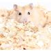 MND Dealings Large Amazing Super Absorbent| Snowflake Wood shavings Pet Bedding |Remove Odor Dust | Sawdust for Rabbits/Chinchillas/Squirrels/Small Pets Wood chips Keep Pets Clean Cozy - Buy Online on GoSupps.com