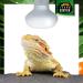Terra Exotica 150W Heat Spot Radiator for Reptiles - Optimal Terrarium Lighting & Heat Lamp - Available in 25W to 150W - Buy Online on GoSupps.com