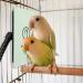 Kokopro Bird Heater for Cage - 10W Snuggle Up Warmer for African Grey, Parakeets, Parrots | 3.7x5.7 - Buy Online on GoSupps.com