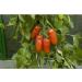 Buy Kiepenkerl 393 San Marzano Tomato Seeds - Premium Quality for International Shipping - Buy Online on GoSupps.com