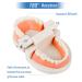 2Pcs Standard Teeth Dental Model Demonstration Teeth Model for Kids Dental Teaching Study Supplies - Buy Online on GoSupps.com
