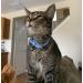 Soft Leather Cat Necklace with Bell - 2 Pieces in Orange Purple Black Khaki Blue Rose Red | Adjustable 22.1-26 cm | Pupeck - Buy Online on GoSupps.com