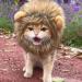 Lion Mane Wig for Cat - Pet Fancy Dress up Cat Wig with Ears Lion Mane Costume for Cat Washable Comfy Lion Hair Cat Clothes for Cosplay Holiday Photo Shoots Party Activity (Yellow L) L Yellow - Buy Online on GoSupps.com